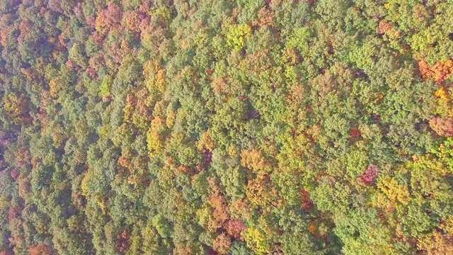 韩国秋天树木鸟瞰图视频素材