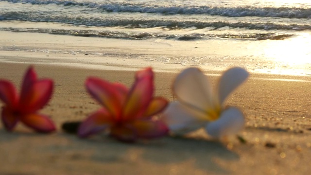 海滩上的花视频素材