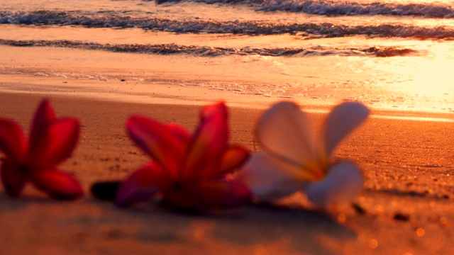 海滩上的花视频素材