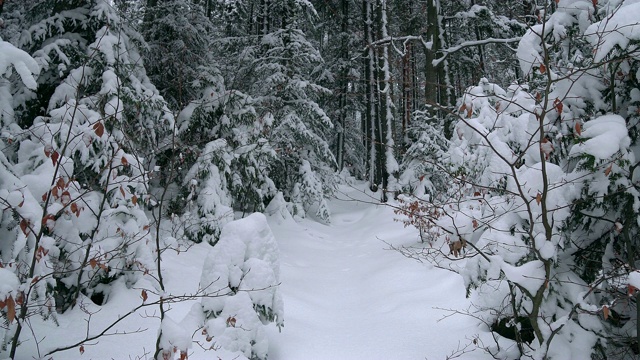 白雪覆盖的森林视频素材