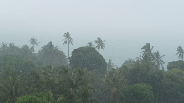 海滨景观在自然灾害飓风期间。强烈的旋风使椰子树摇摆。强热带风暴，自然力量，气候变化，台风海岸在雨季视频素材