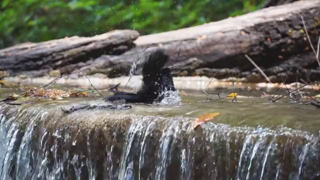 鸟洗澡喝水与瀑布溅水的慢镜头。视频素材