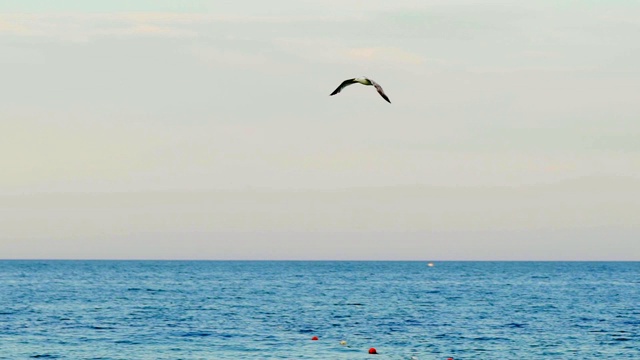 在海面上飞行的海鸥。视频素材