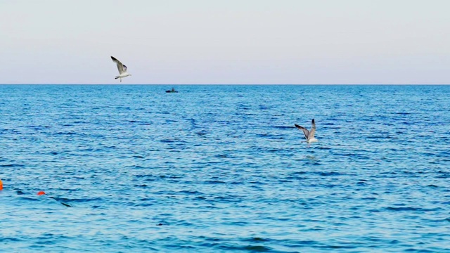 海鸥在水面上飞翔视频素材