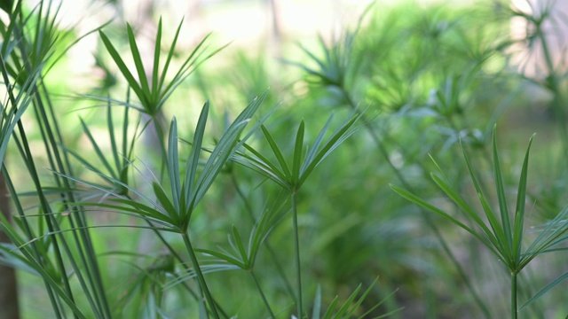 大自然中的绿色纸莎草植物视频下载