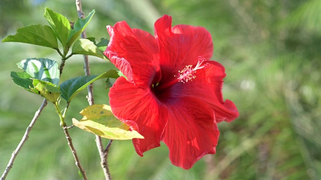 树上开着红色的芙蓉花视频素材