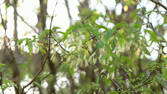 野水梅花串在树上视频下载