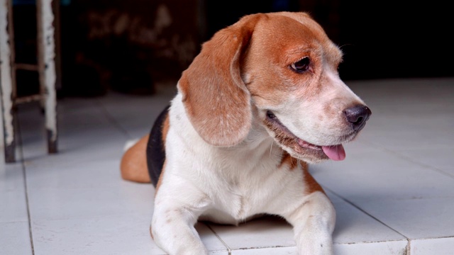 快乐的小猎犬在下午放松视频下载