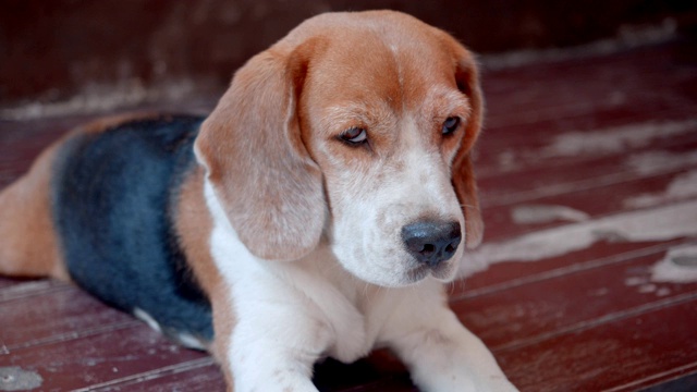 小猎犬在找什么?视频下载