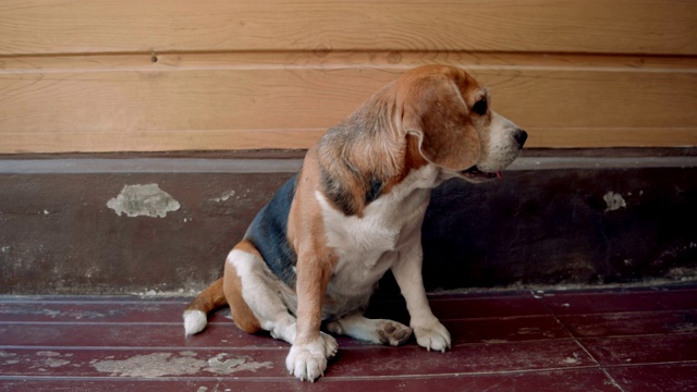 小猎犬坐在墙前，看着什么东西视频下载