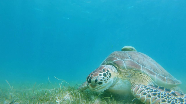 海龟在海底的海草上进食视频素材