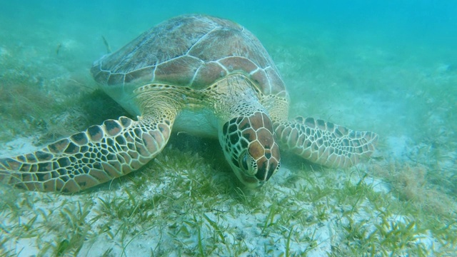 以海底海草为食的海龟视频素材