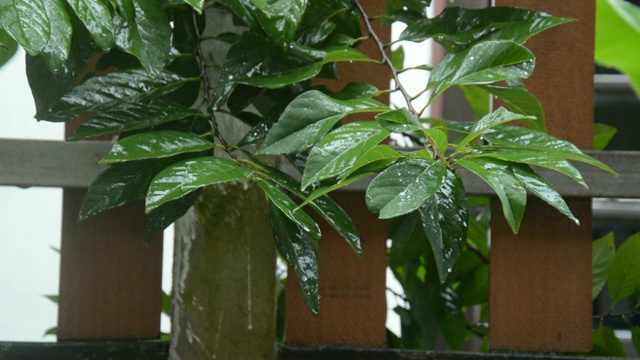 雨水落在绿叶上视频素材