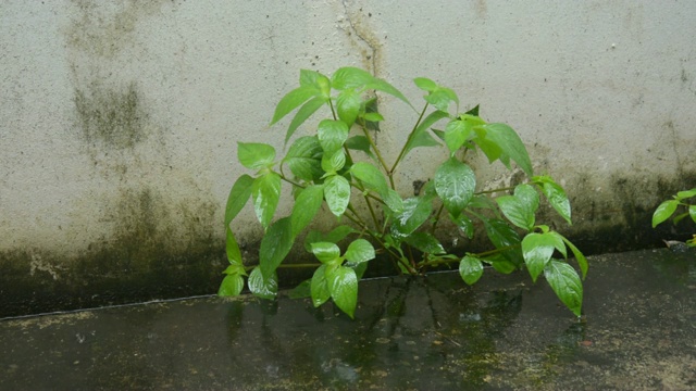 雨水落在生长的小树上。视频素材