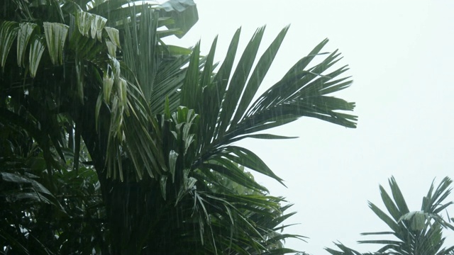 雨水落在绿叶上视频素材