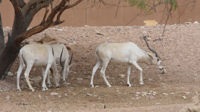 一种极度濒危的阿达克斯羚羊(Addax nasomaculatus)，也被称为白羚羊，停下来在沙漠中搔头，现在已经被重新引入非洲的一些地区。视频素材