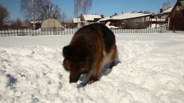 德国牧羊犬视频素材