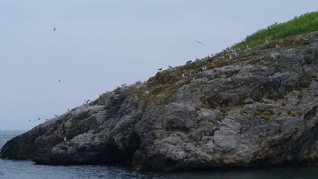 海中岩石上的海鸥视频素材