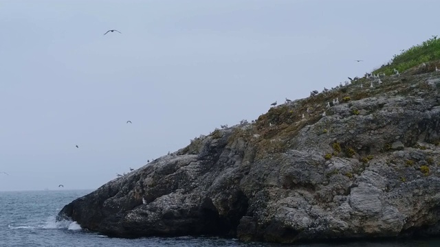 海中岩石上的海鸥视频素材