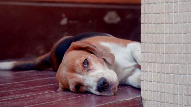 好玩的小猎犬视频下载