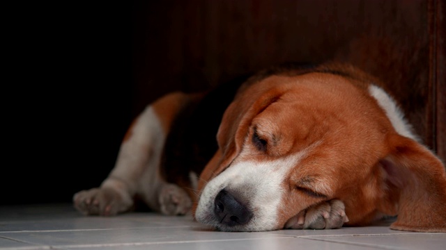 慵懒的小猎犬在下午睡觉视频素材