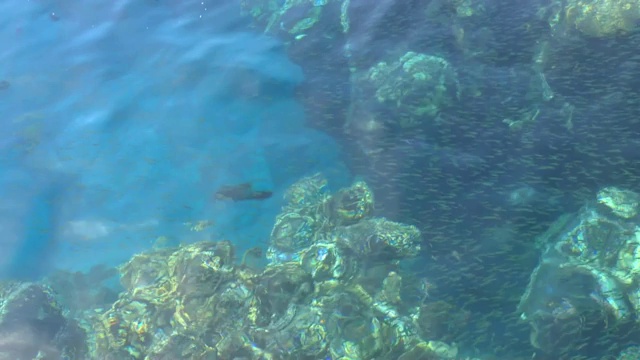 蓝色的背景蓝色的海水和海浪在热带珊瑚礁的红海，埃及视频下载