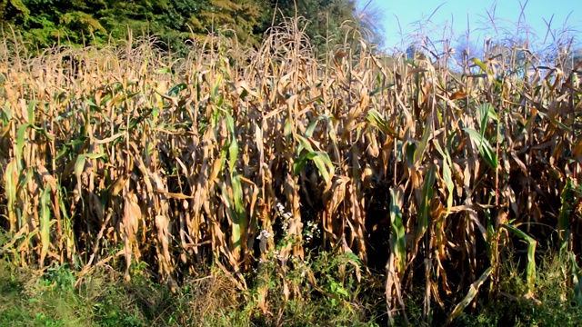 在阳光明媚的秋日，乡间成熟的玉米地。视频素材