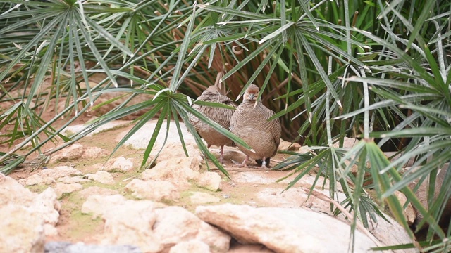 在阿拉伯联合酋长国(阿联酋)，一对灰色的富兰克林犬(Francolinus pondicerianus)在一些灌木丛下的岩石上清洁自己并四处走动。视频素材