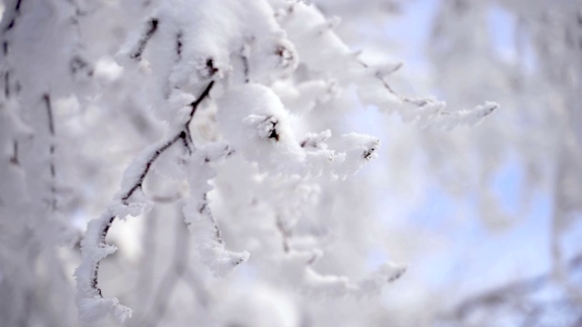 冰雪覆盖的分支视频素材