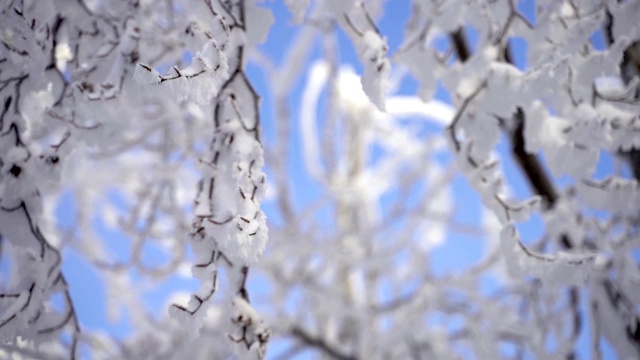 冰雪覆盖的分支视频素材