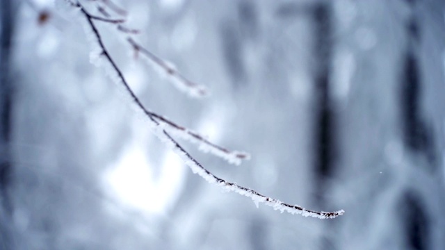 冰雪覆盖的分支视频素材