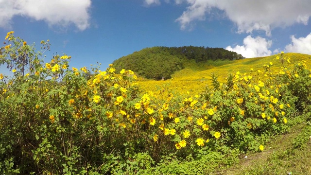 Tithonia diversifolia (Hemsl)。A.Gray。在山上视频素材