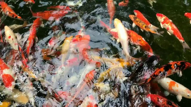 池塘里有锦鲤视频素材