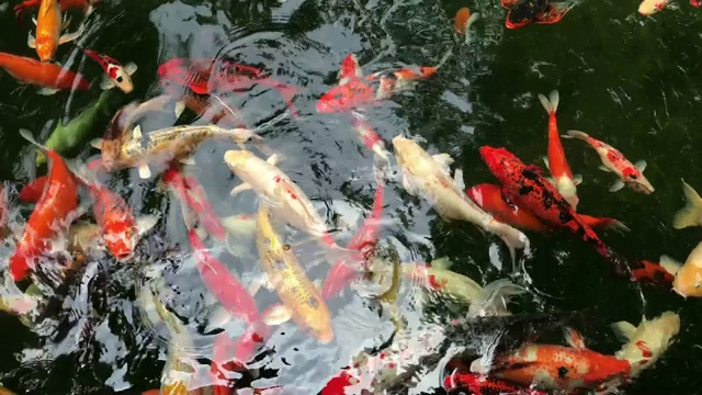 池塘里有锦鲤视频素材