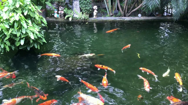 池塘里有锦鲤视频素材