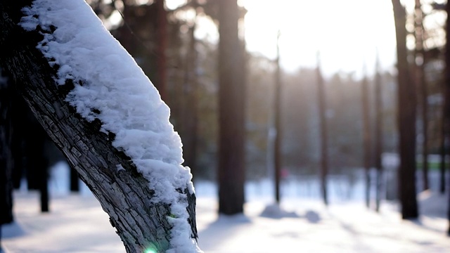 一顶雪帽躺在树上。视频素材