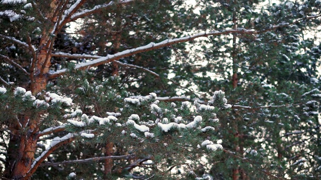 松枝在雪中。视频素材