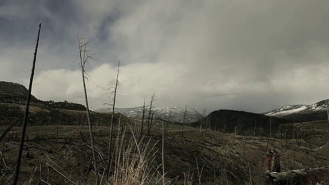 暗淡的黄石公园山坡上的火灾残骸。背景是暴风雪视频素材