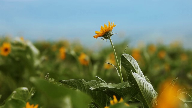 孤立的野生黄花在多风的山区牧场在蒙大拿州视频素材