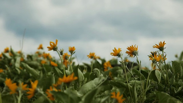 野黄花地平线在风阴沉的天蒙大拿州视频素材