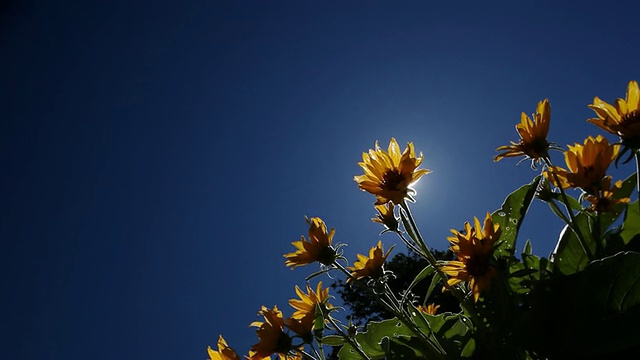 阳光照亮了蜜蜂和黄色雏菊花视频素材