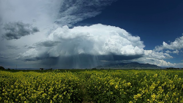 孤立的雷雨和野生黄花视频素材