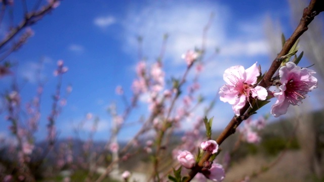 树上的桃花视频素材