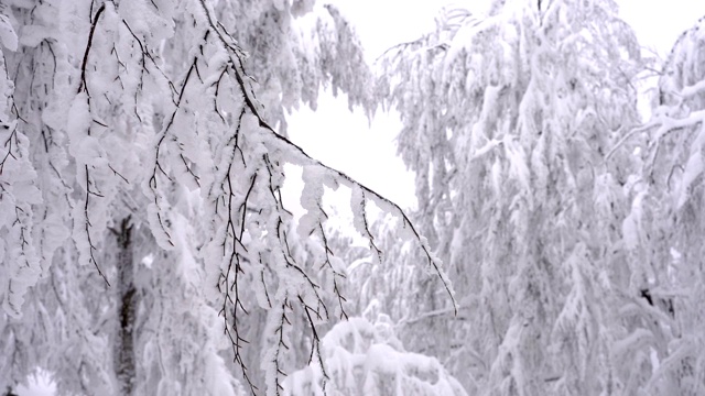 冰雪覆盖的分支视频素材