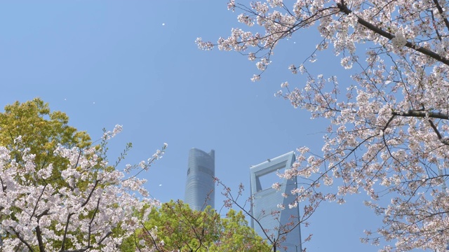 樱花在樱花树枝上盛开，樱花花瓣在微风中落下，如雨点般的蓝天和上海地标背景，美丽的风景，4K电影，慢镜头。视频素材