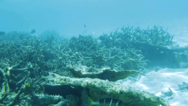 水下死亡的珊瑚礁和美丽的鱼类。浮潜。马尔代夫、印度洋。视频素材