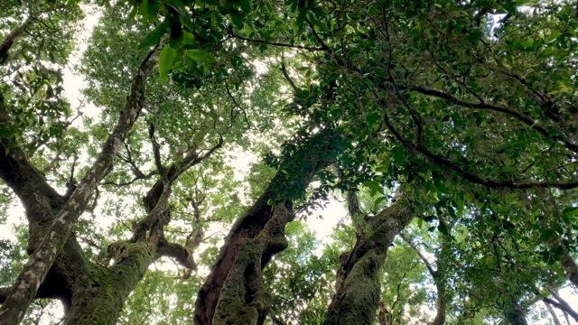 澳大利亚热带雨林中南极山毛榉树的数量为4K视频素材