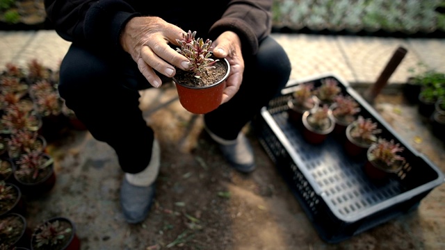 高级在花园视频素材