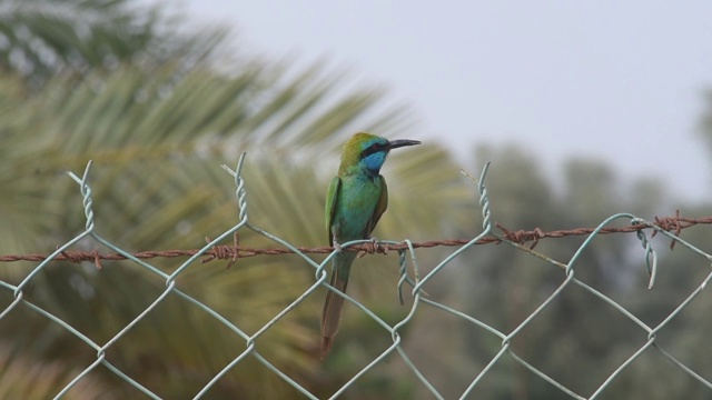 一只绿色的食蜂鸟或小食蜂鸟(Merops orientalis muscatensis)栖息在阿拉伯联合酋长国(UAE)的篱笆上，四处寻找虫子、蜜蜂或其他食物。视频素材