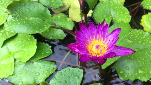 荷花在雨天视频素材